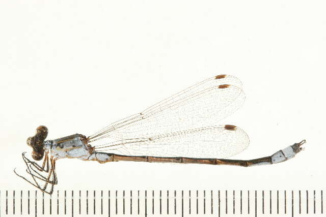 Plancia ëd Lestes unguiculatus Hagen 1861