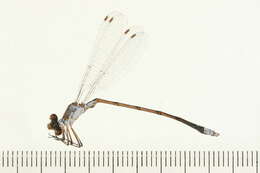 Image of Lestes Leach ex Brewster 1815