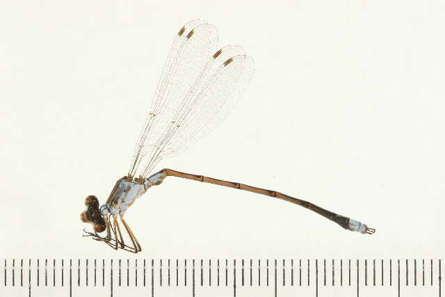 Image of Lestes Leach ex Brewster 1815