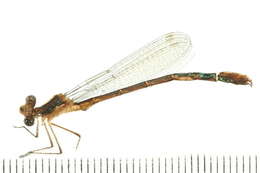 Imagem de Lestes dryas Kirby 1890