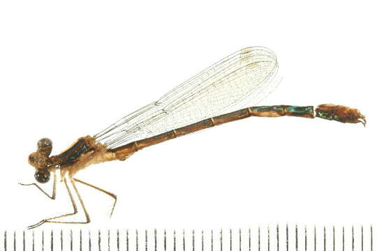 Imagem de Lestes dryas Kirby 1890