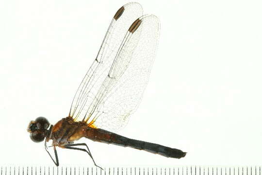 Image of Blue Dasher