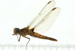 Image of Chalk-fronted Corporal