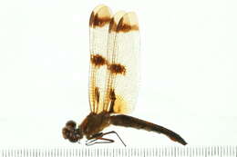 Image of Painted Skimmer