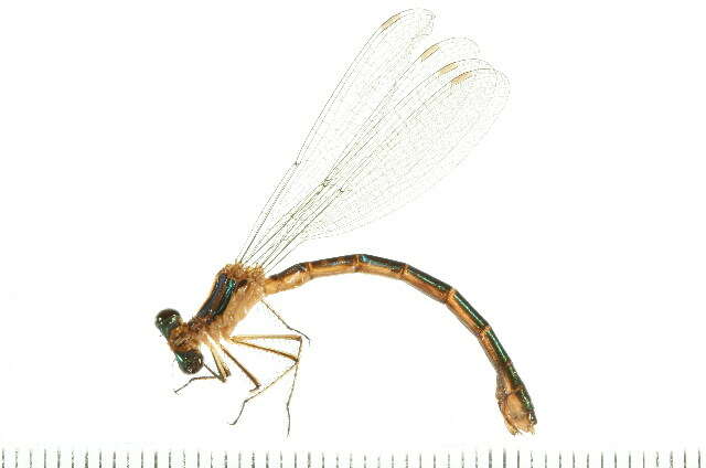 Imagem de Lestes dryas Kirby 1890