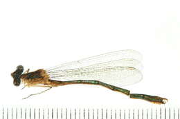 Imagem de Lestes dryas Kirby 1890