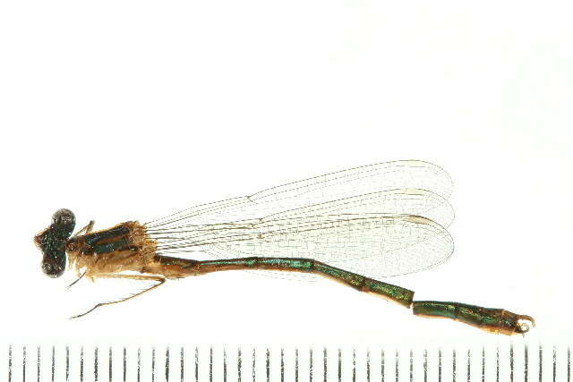 Imagem de Lestes dryas Kirby 1890