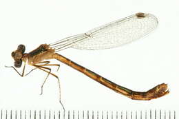 Imagem de Lestes dryas Kirby 1890