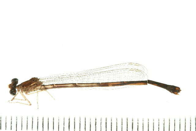 Image of Vesper Bluet