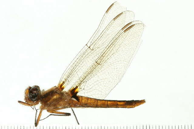 Image of Chalk-fronted Corporal