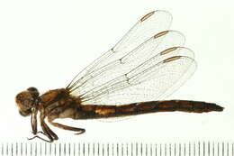 Image of Phanogomphus spicatus (Hagen ex Selys 1854)