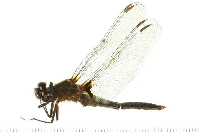 Image of Chalk-fronted Corporal