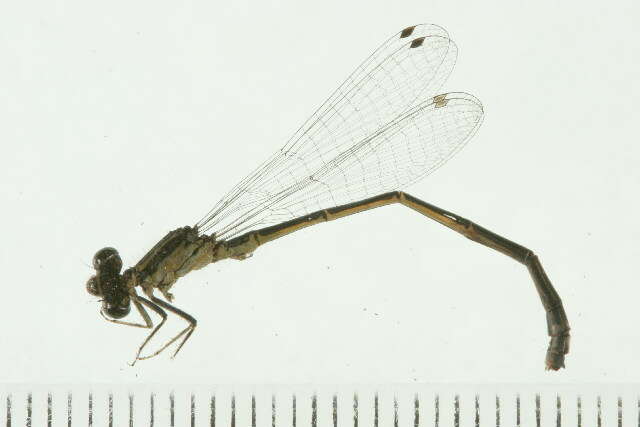 Image of Lilypad Forktail