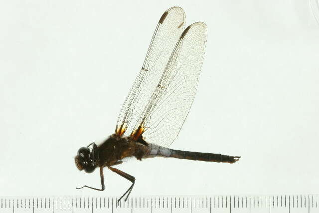 Image of Chalk-fronted Corporal