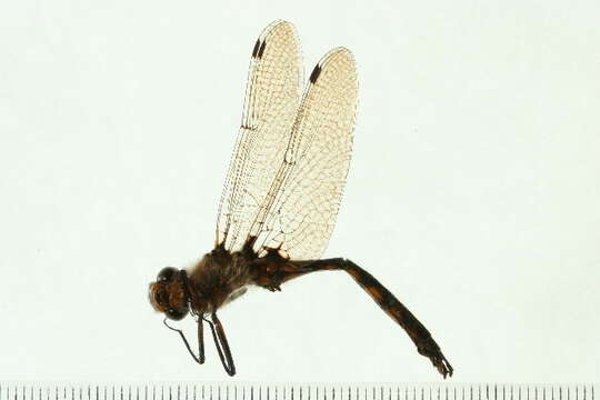 Image of Beaverpond Baskettail