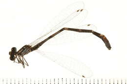 Image de Coenagrion interrogatum (Selys 1876)