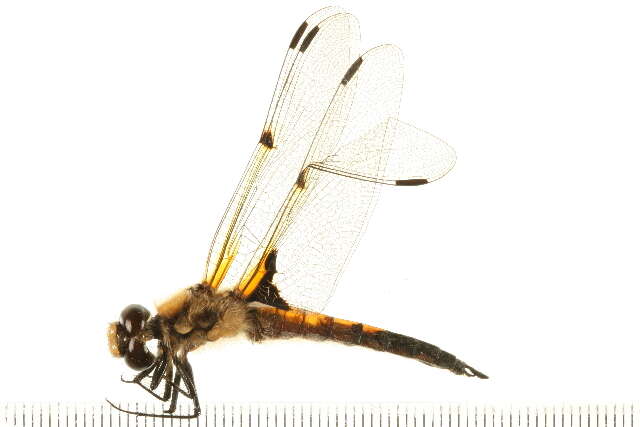 Image of Four-spotted Chaser