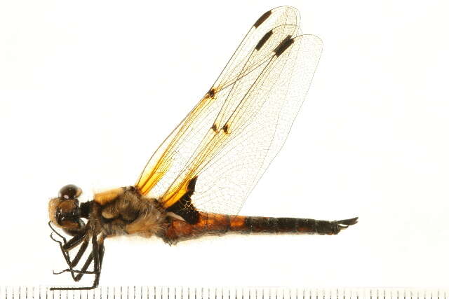 Image of Four-spotted Chaser