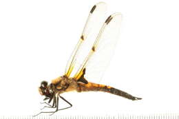 Image of Four-spotted Chaser