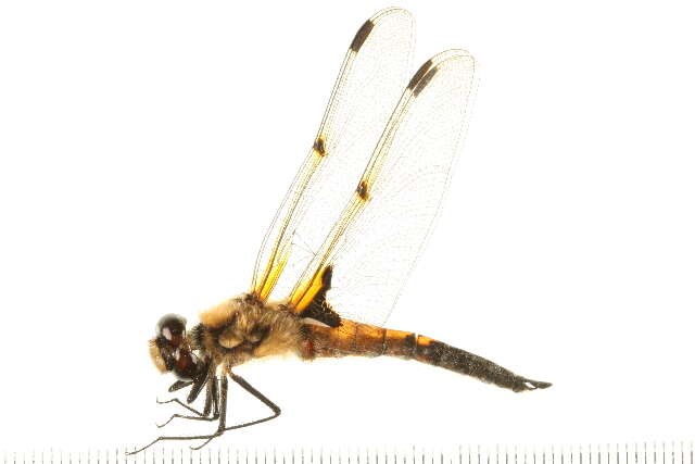 Image of Four-spotted Chaser