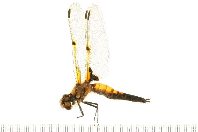 Image of Four-spotted Chaser