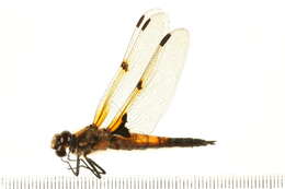 Image of Four-spotted Chaser