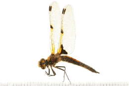 Image of Four-spotted Chaser