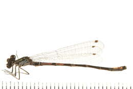 Image de Coenagrion interrogatum (Selys 1876)