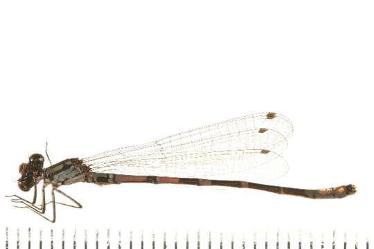 Image of Subarctic Bluet