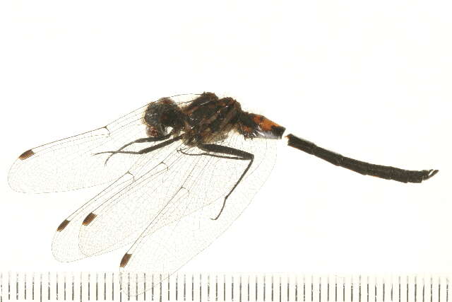 Image of Leucorrhinia Brittinger 1850