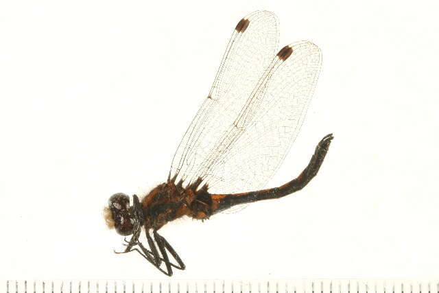 Image of Leucorrhinia Brittinger 1850