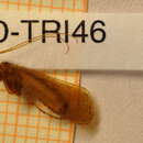 Limnephilus sericeus (Say 1824) resmi