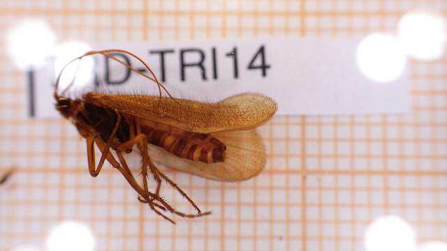 Image of Annitella (Praeannitella) obscurata (McLachlan 1876)