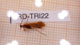 Limnephilus auricula Curtis 1834 resmi