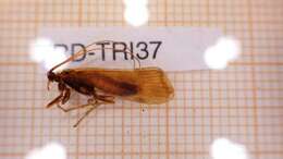 Limnephilus germanus McLachlan 1875 resmi