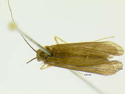 Image of Diplectrona metaqui Ross 1970