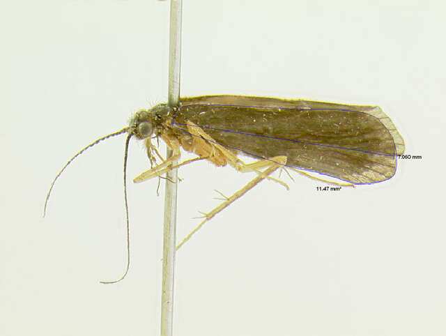 Image of Diplectrona metaqui Ross 1970