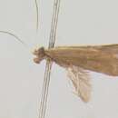 Image of Helicopsyche (Feropsyche) falcigona Botosaneanu & Flint 1991