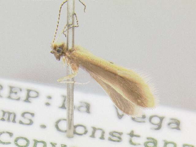 Image of Helicopsyche (Feropsyche) nigrisensilla Botosaneanu & Flint 1991