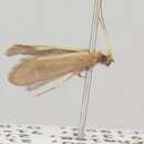 Image of Helicopsyche septifera