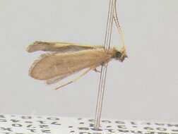 Image of Helicopsyche septifera