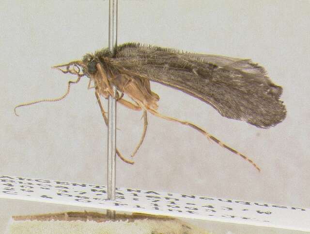 Image of Amphichorema costiferum (Flint 1969)