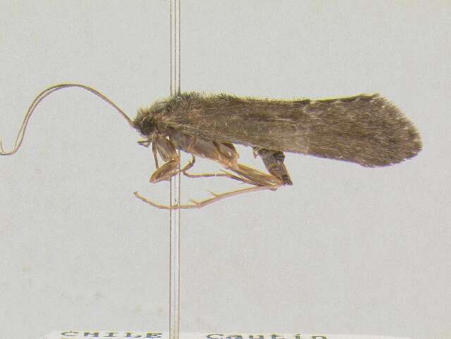 Image of Amphichorema zotheculum (Flint 1969)