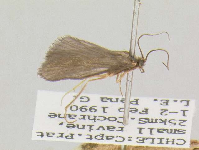 Image of Clavichorema chiloeanum Schmid 1955