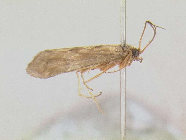 Image of Parachorema bifidum Schmid 1957