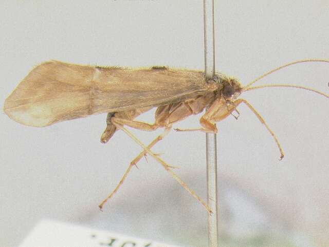 Image of Parachorema bifidum Schmid 1957