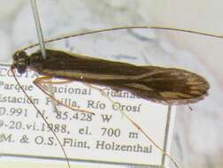 Image of Centromacronema auripenne (Rambur 1842)