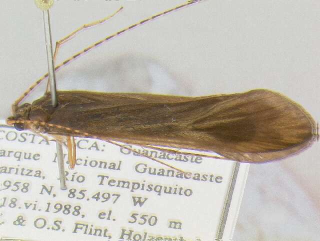 Image of Centromacronema auripenne (Rambur 1842)