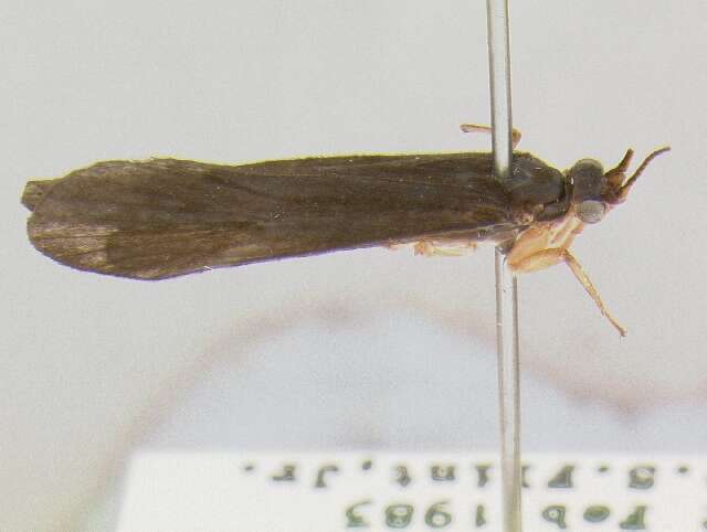 Image of Centromacronema nigripenne Flint 1981