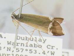 Image of Macronema argentilineatum Ulmer 1905